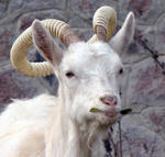 ...goat