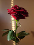 ...rose