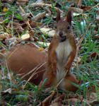 ...squirrel
