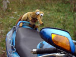 toy