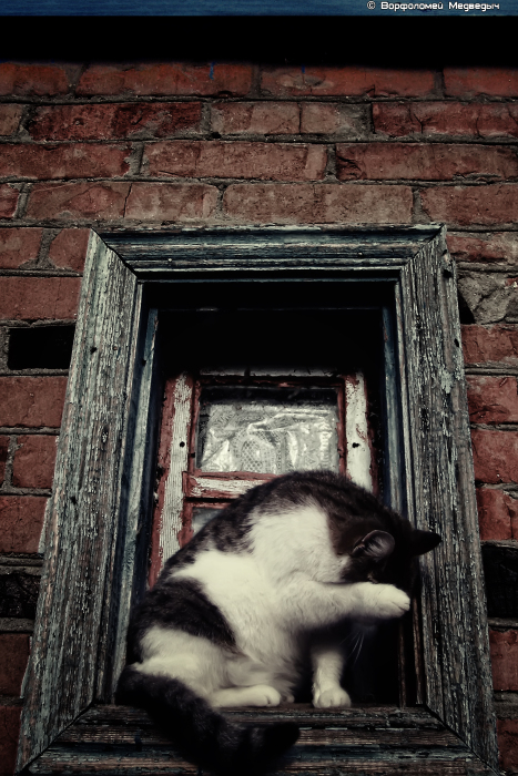 Котэ в рамке (стисняется)